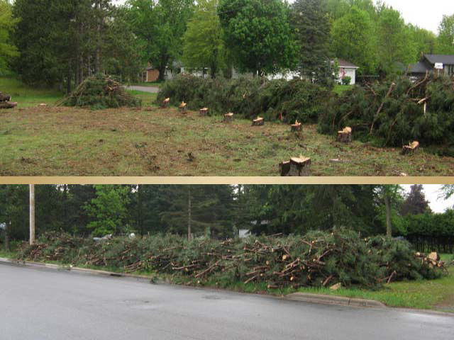 Trees Piled for Removal